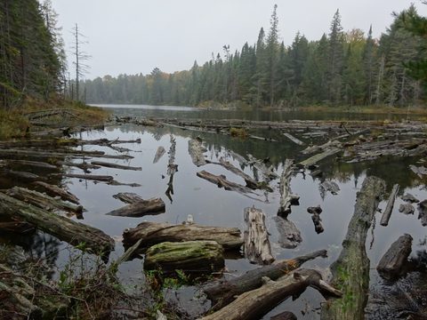 Photo from Thanksgiving weekend in Algonquin Provincial Park