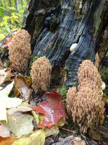 Photo from Thanksgiving weekend in Algonquin Provincial Park