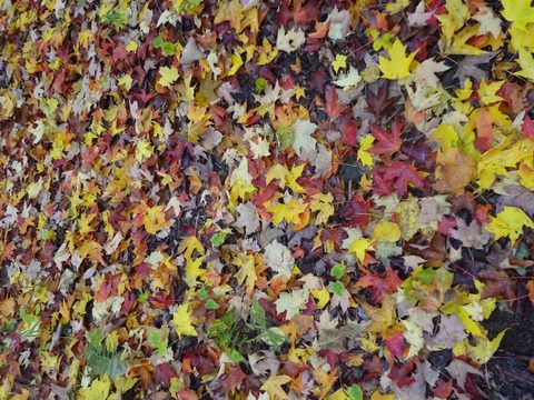 Photo from Thanksgiving weekend in Algonquin Provincial Park