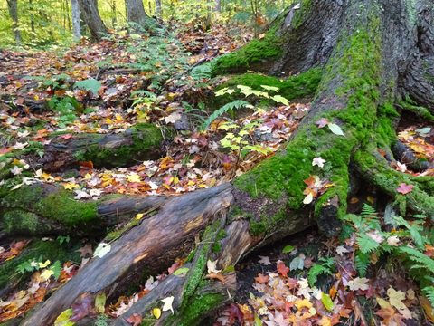 Photo from Thanksgiving weekend in Algonquin Provincial Park
