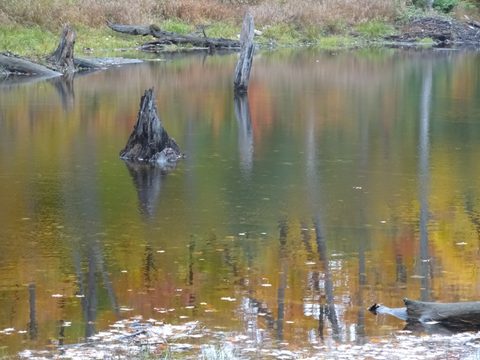 Photo from Thanksgiving weekend in Algonquin Provincial Park
