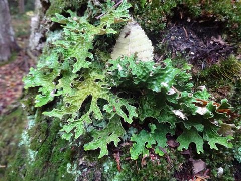 Photo from Thanksgiving weekend in Algonquin Provincial Park