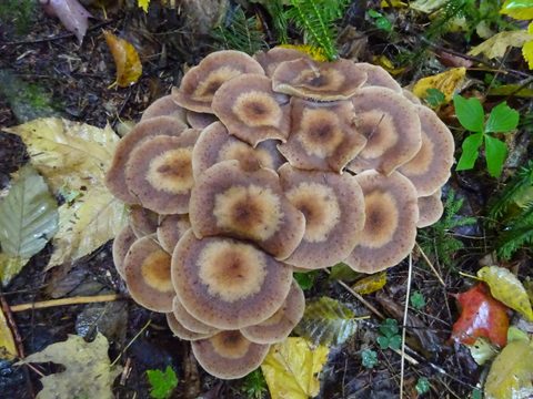 Photo from Thanksgiving weekend in Algonquin Provincial Park