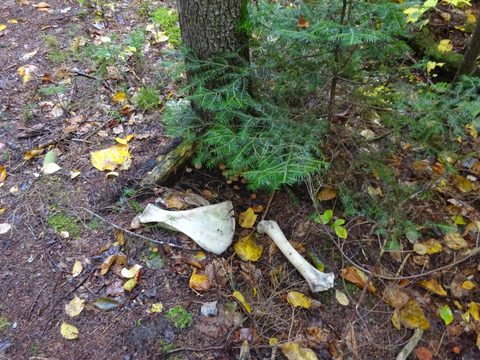 Photo from Thanksgiving weekend in Algonquin Provincial Park