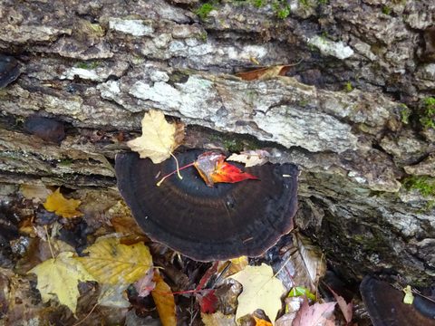 Photo from Thanksgiving weekend in Algonquin Provincial Park