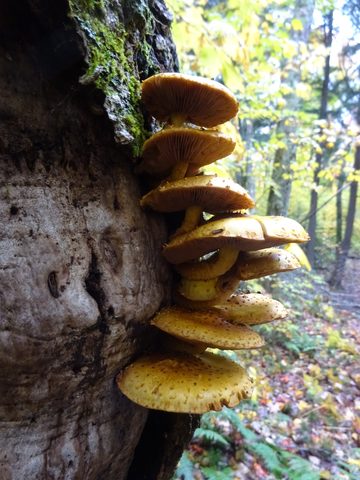 Photo from Thanksgiving weekend in Algonquin Provincial Park