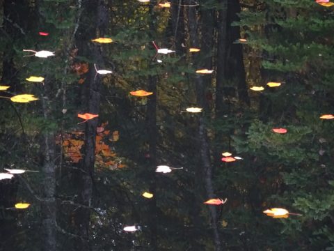 Photo from Thanksgiving weekend in Algonquin Provincial Park