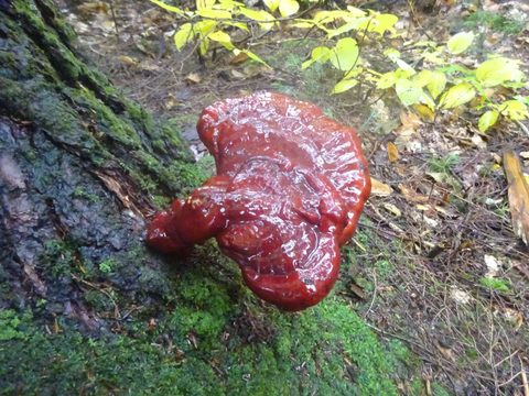 Photo from Thanksgiving weekend in Algonquin Provincial Park