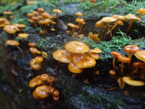 Photo from Thanksgiving weekend in Algonquin Provincial Park