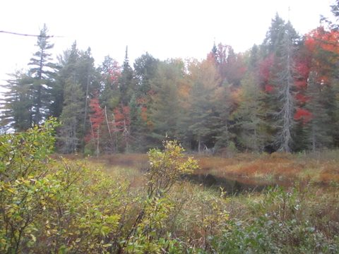 Photo from Thanksgiving weekend in Algonquin Provincial Park