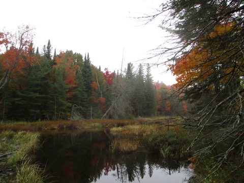 Photo from Thanksgiving weekend in Algonquin Provincial Park