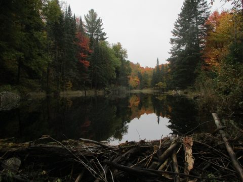 Photo from Thanksgiving weekend in Algonquin Provincial Park