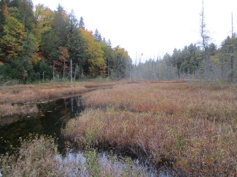 Photo from Thanksgiving weekend in Algonquin Provincial Park