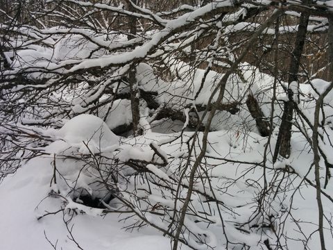 Photo from New Moon Snowshoeing, Guskewau Lake, Algonquin