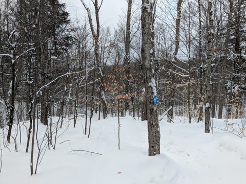 Photo from New Moon Snowshoeing, Guskewau Lake, Algonquin