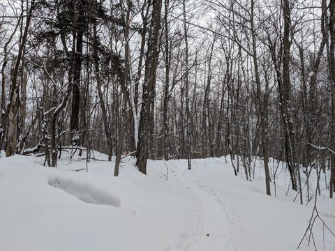 Photo from New Moon Snowshoeing, Guskewau Lake, Algonquin