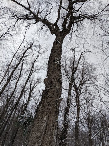 Photo from New Moon Snowshoeing, Guskewau Lake, Algonquin
