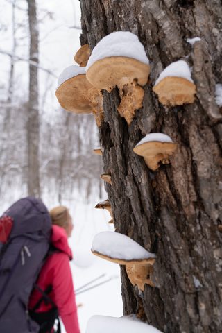Photo from New Moon Snowshoeing, Guskewau Lake, Algonquin