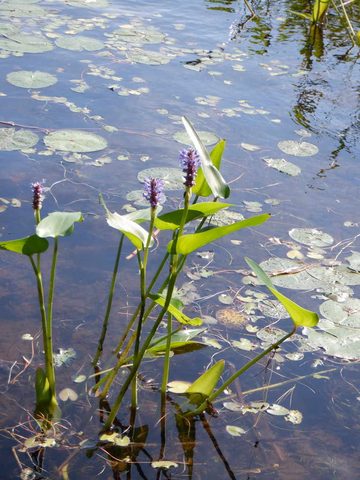 Photo from Two day Canoe Trip in Magnetawan Provincial Park