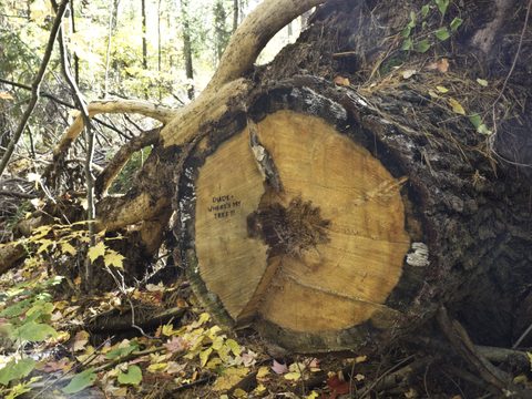 Photo from La Cloche Silhouette Backpacking Trail - Killarney Provincial Park