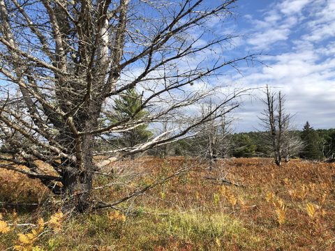 Photo from Highland Backpacking Trail - Algonquin Provincial Park
