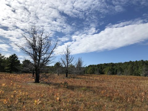 Photo from Highland Backpacking Trail - Algonquin Provincial Park