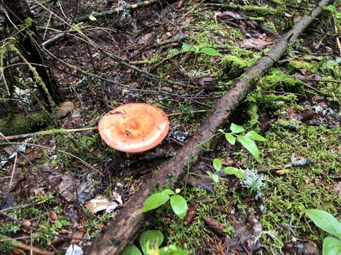 Photo from Highland Backpacking Trail - Algonquin Provincial Park