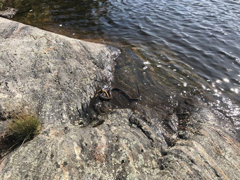 Photo from Backcountry Canoe Trip in The Massasauga Provincial Park