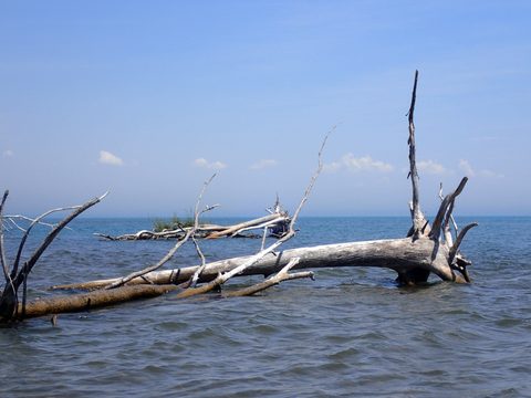Photo from Kayaking under the June New Moon