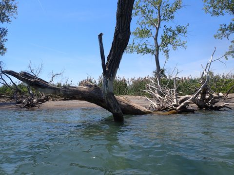 Photo from Kayaking under the June New Moon
