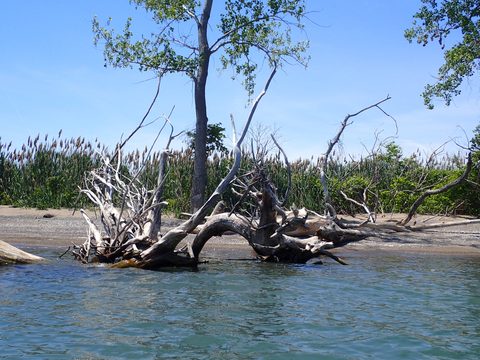 Photo from Kayaking under the June New Moon