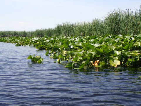 Photo from Kayaking under the June New Moon