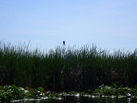 Photo from Kayaking under the June New Moon