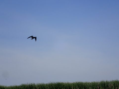Photo from Kayaking under the June New Moon