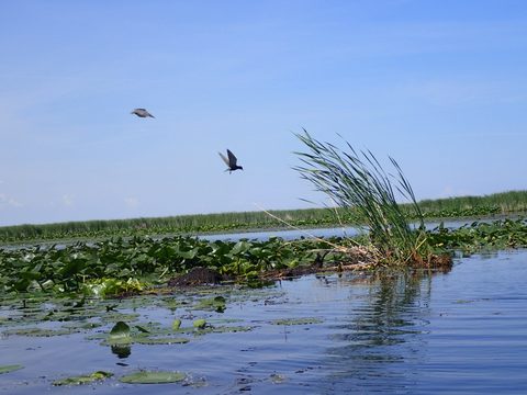 Photo from Kayaking under the June New Moon