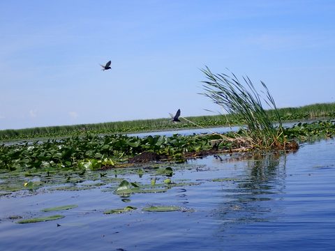 Photo from Kayaking under the June New Moon