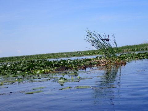 Photo from Kayaking under the June New Moon