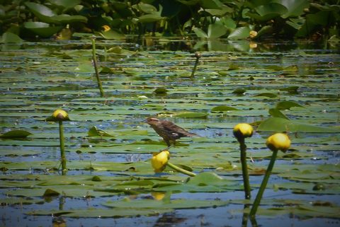 Photo from Kayaking under the June New Moon