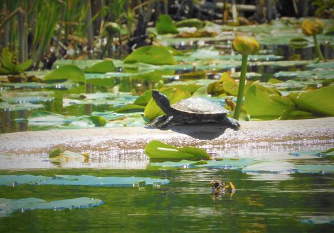 Photo from Kayaking under the June New Moon