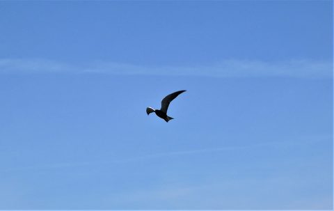 Photo from Kayaking under the June New Moon