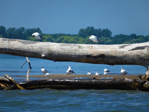 Photo from Kayaking under the June New Moon