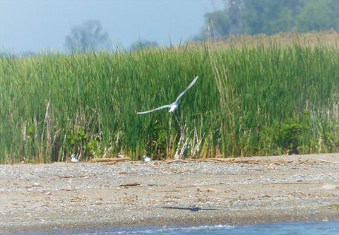 Photo from Kayaking under the June New Moon