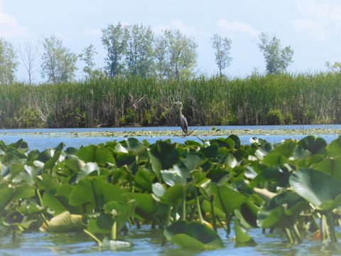 Photo from Kayaking under the June New Moon