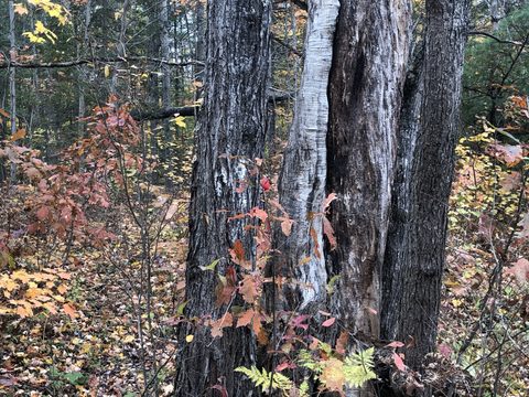 Photo from Thanksgiving on the High Falls Loop