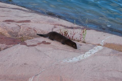 Photo from Backcountry Kayak trip to Philip Edward Island