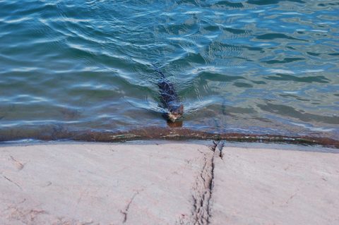 Photo from Backcountry Kayak trip to Philip Edward Island