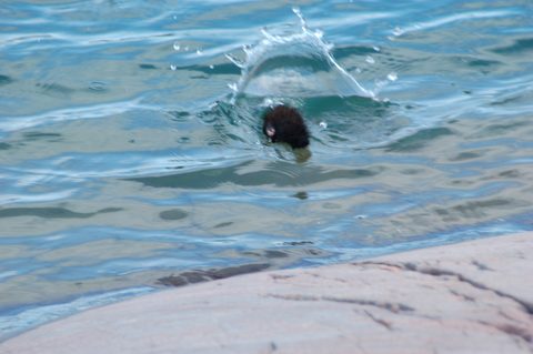 Photo from Backcountry Kayak trip to Philip Edward Island