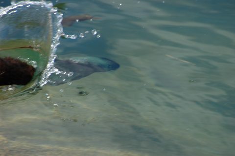 Photo from Backcountry Kayak trip to Philip Edward Island