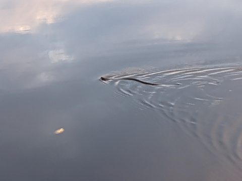 Photo from Backcountry Canoe Trip in the Kawartha Highlands