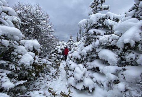 Photo from Snowshoeing From Cyprus Lake To Stormhaven